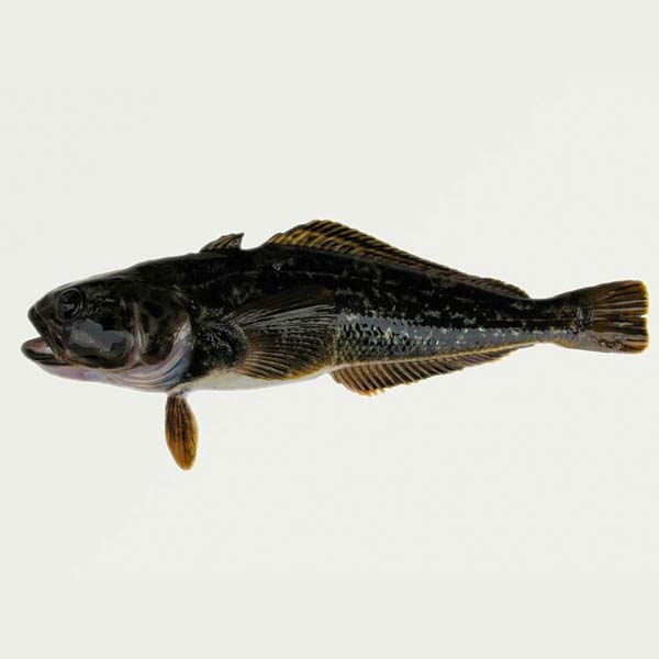 Alaska Wildfang Black COD Wecken