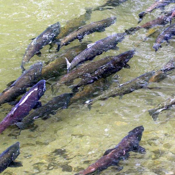 Alaska Wildfang Königslachs, kaltgeräuchert