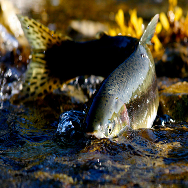 Alaska Wildfang Rotlachs, graved art
